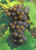 Pinot gris grapes