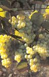 Chardonnay grapes